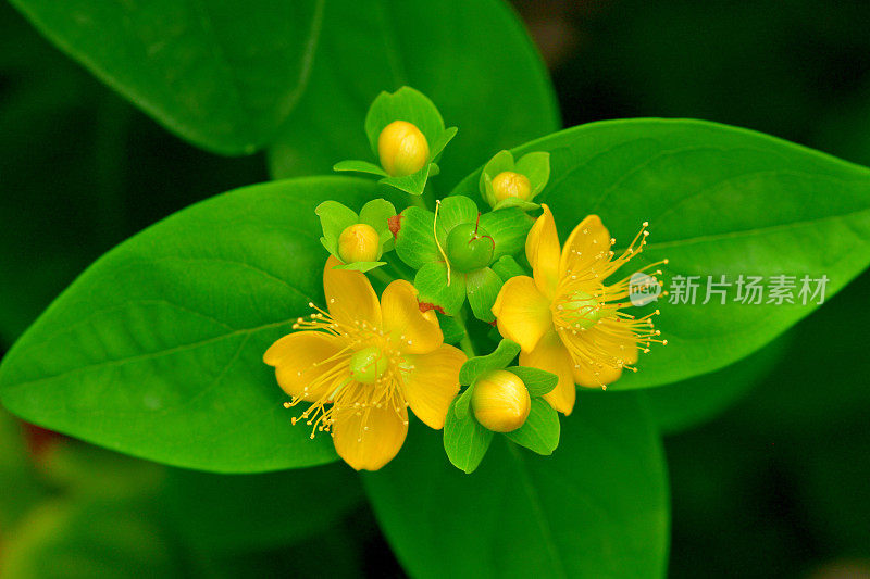 androsaemum / Tutsan / Sweet-amber:花和果